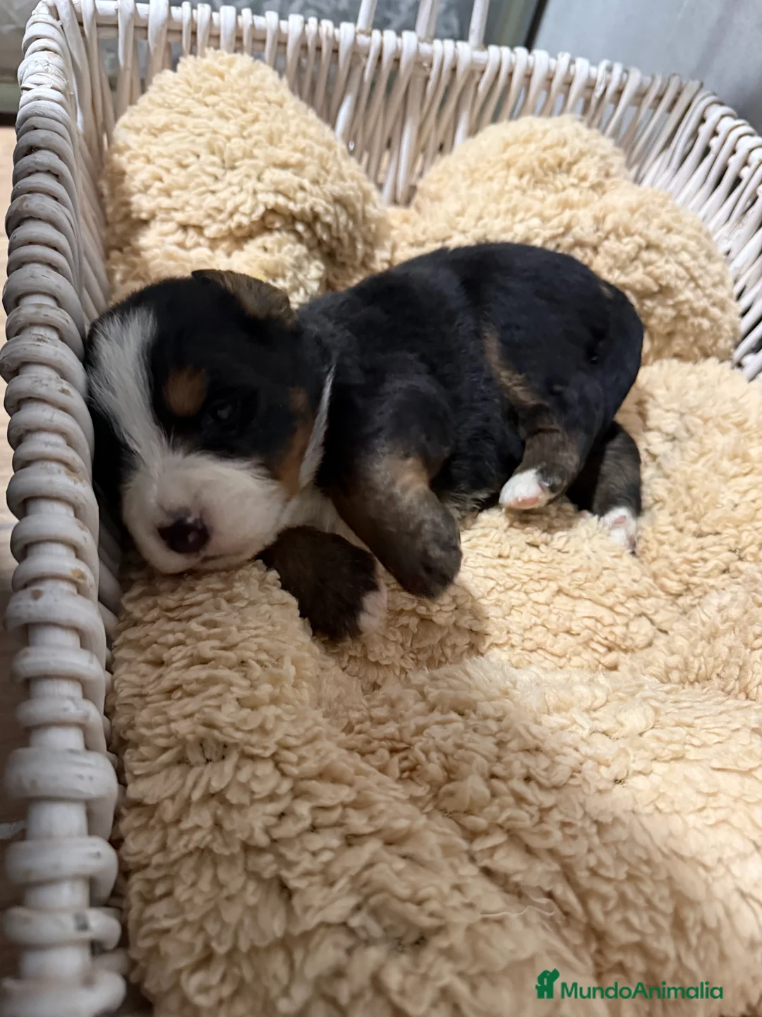 Boyero de Berna perros en venta: Camada de boyero de Berna  - Anuncio 3