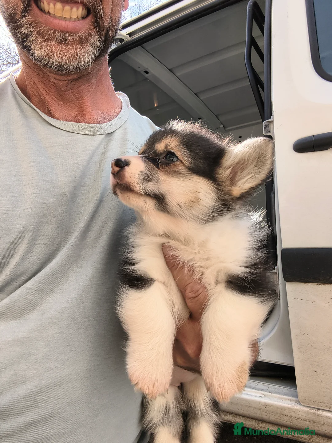 Welsh Corgi Pembroke perros en venta: Corgi pembroke tricolor  - Anuncio 2