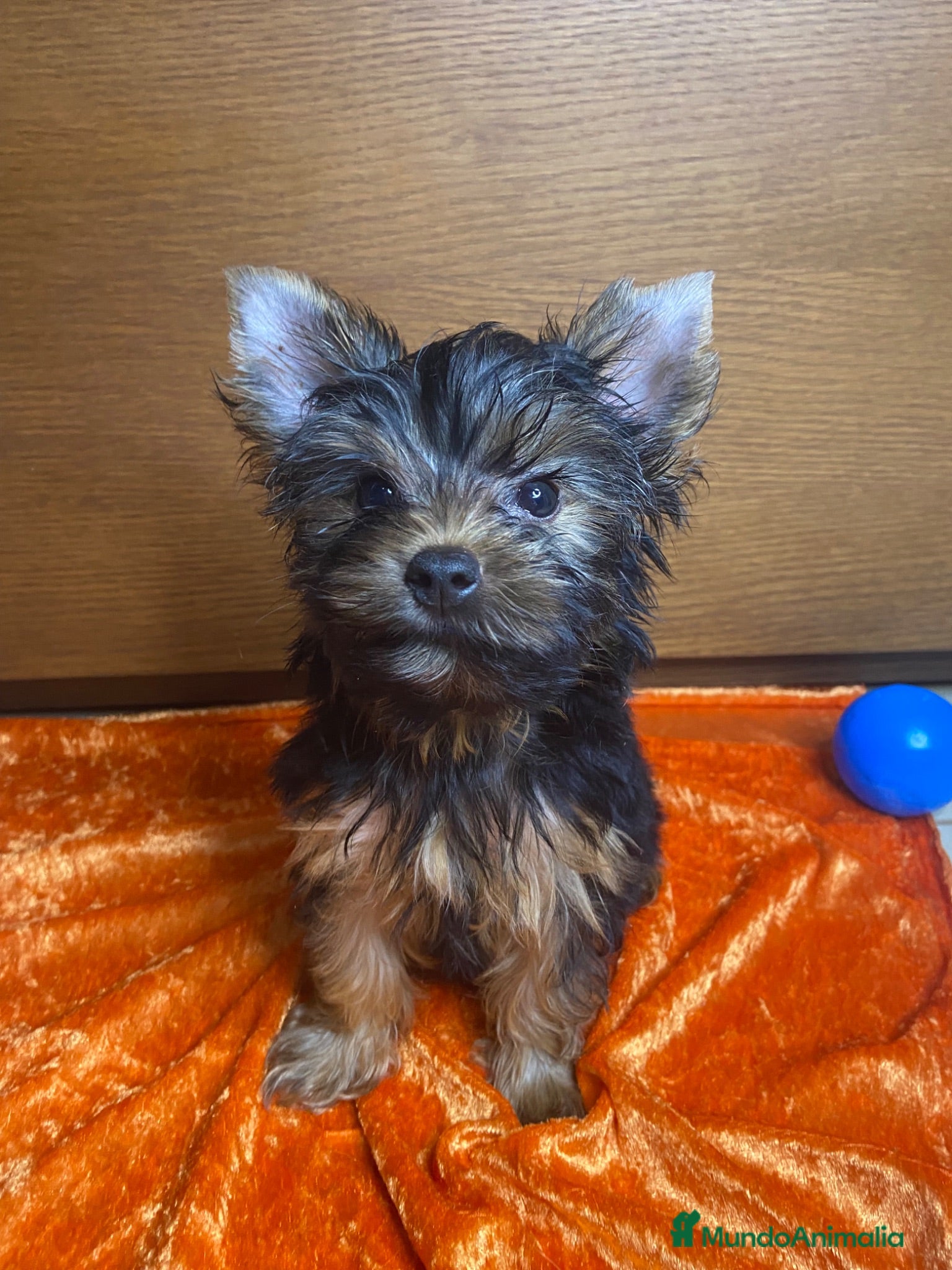 Yorkshire Terrier perros 🐾 Machito de Yorkshire Terrier 🐾 - Anuncio 1