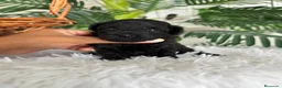Caniche Toy perros en venta: CANICHE TOY HEMBRA - Anuncio 11