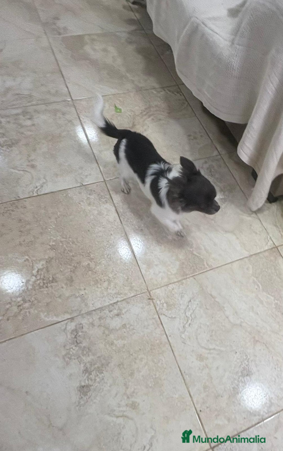 Chihuahua perros en venta: Chihuahua semi pelo blue blanco  - Anuncio 4