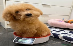 Caniche Toy perros en venta: MACHO TOY PRINCIPIO ENANO PEQUEÑO - Imagen 3