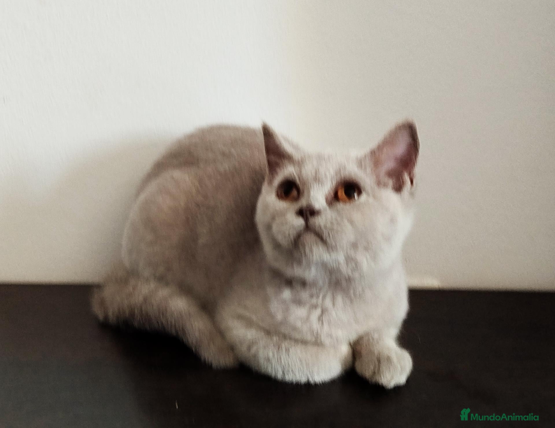 Británico de Pelo Corto gatos British Shorthair Lila  - Anuncio 2