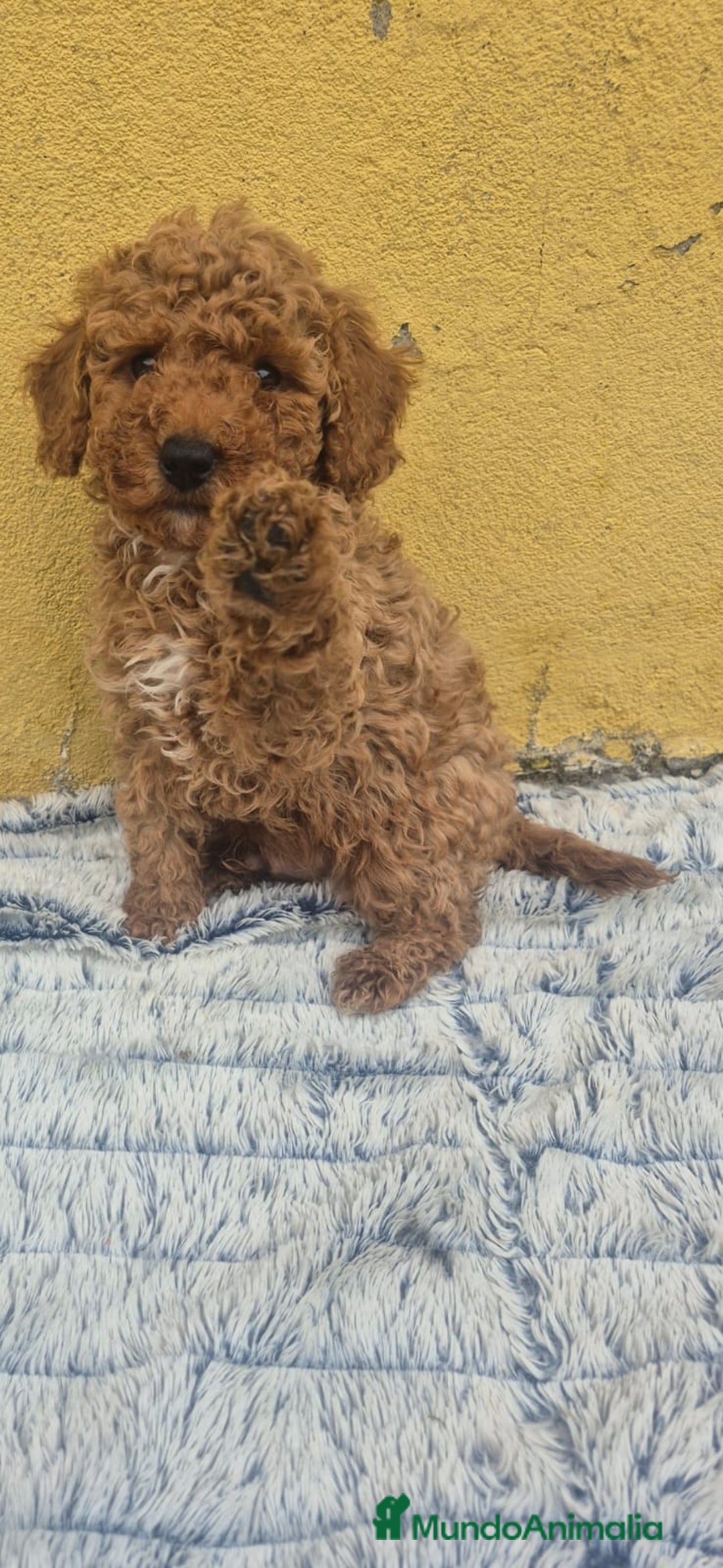 Caniche Toy perros en venta: Caniche toys disponible  - Anuncio 2