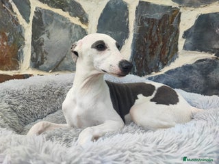 Whippet perros WHIPPET MACHO - Anuncio 1