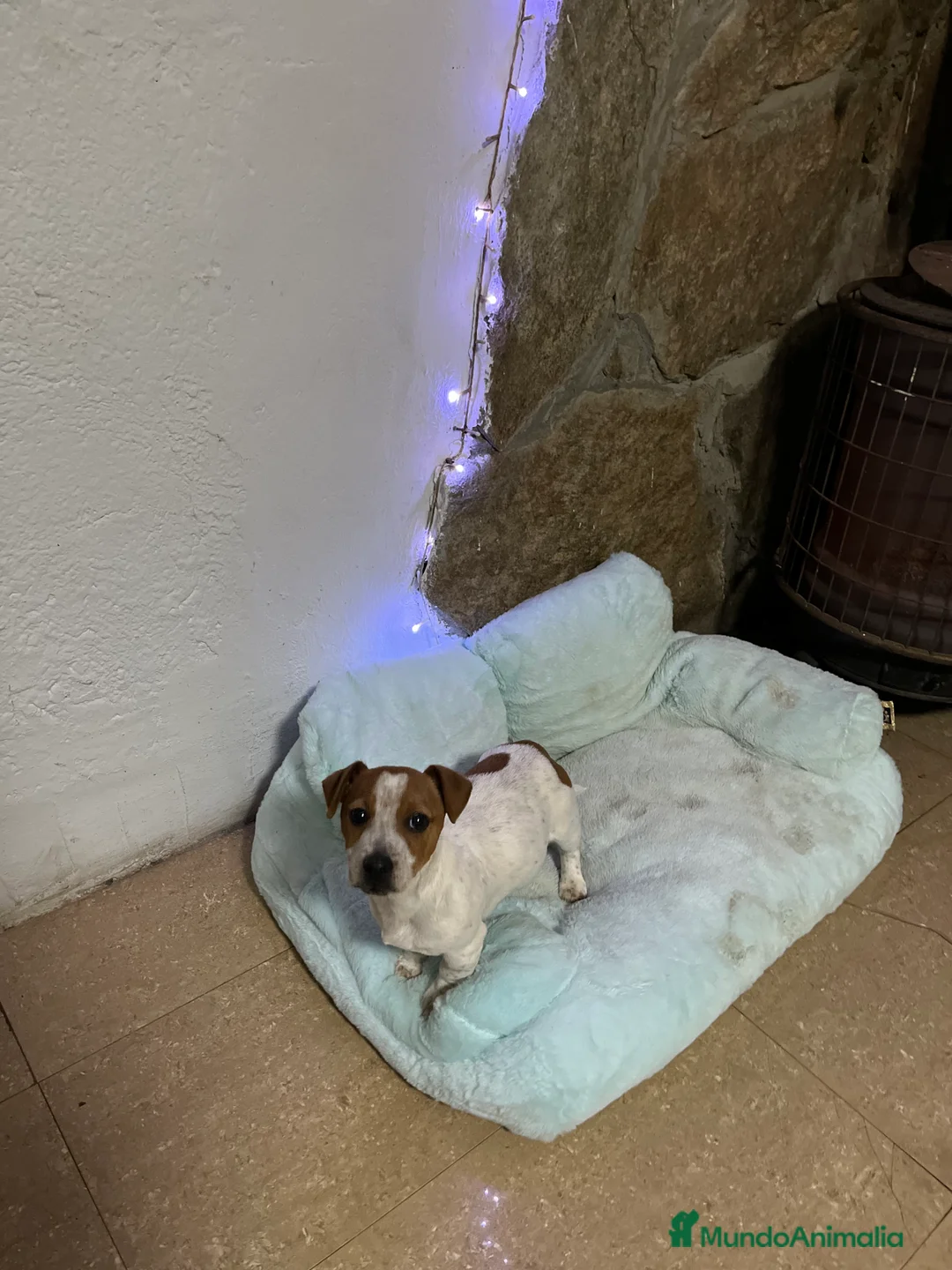 Jack Russell Terrier perros en venta: Pequeño Jack Russell 🐾🫶🏻 - Anuncio 3