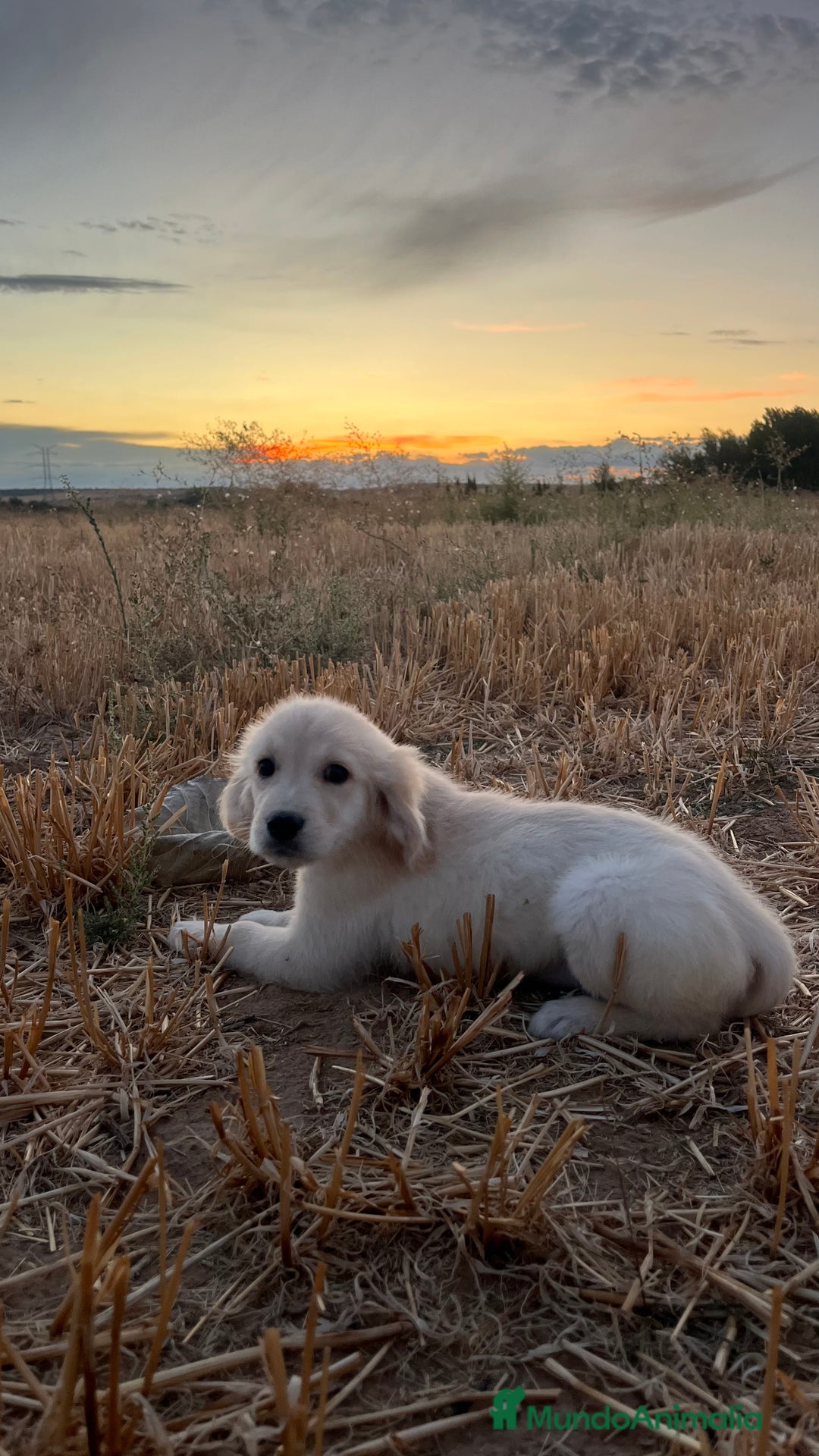 Golden Retriever perros en venta: Hembra de Golden Retriever  - Imagen 2