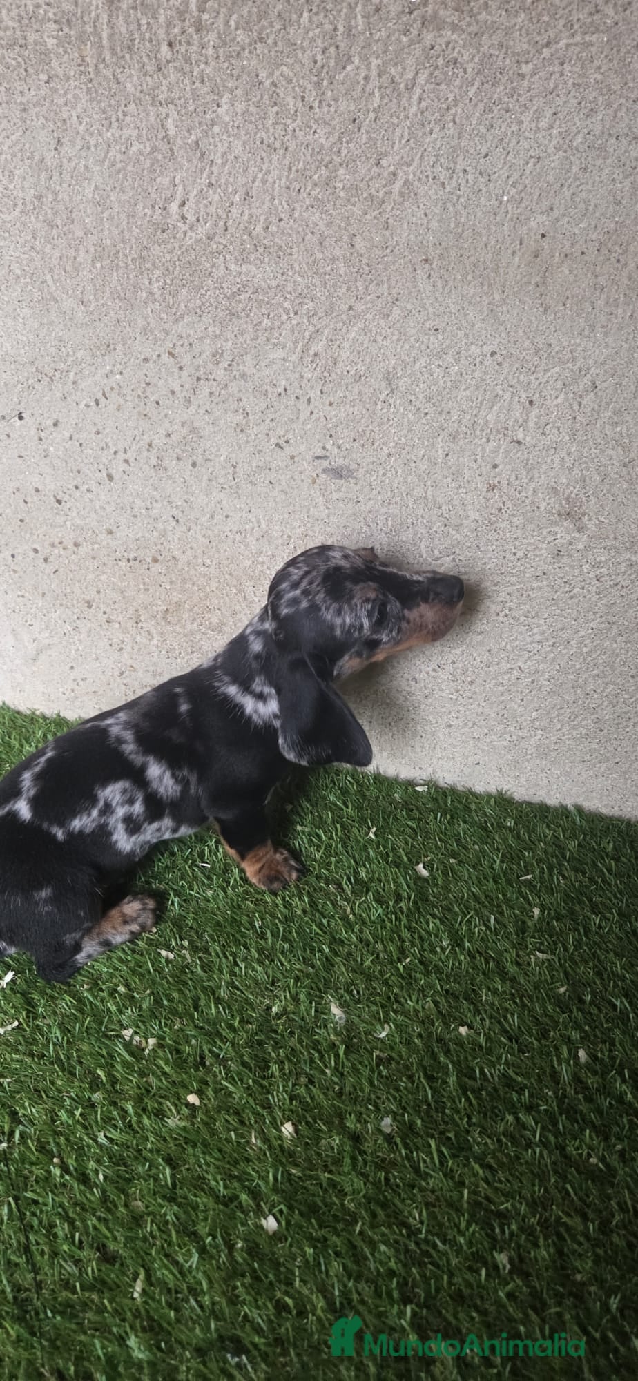 Teckel Miniatura perros Teckel mini pelo corto - Anuncio 1