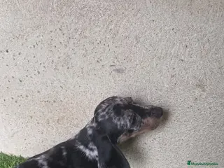 Teckel Miniatura perros Teckel mini pelo corto - Anuncio 1