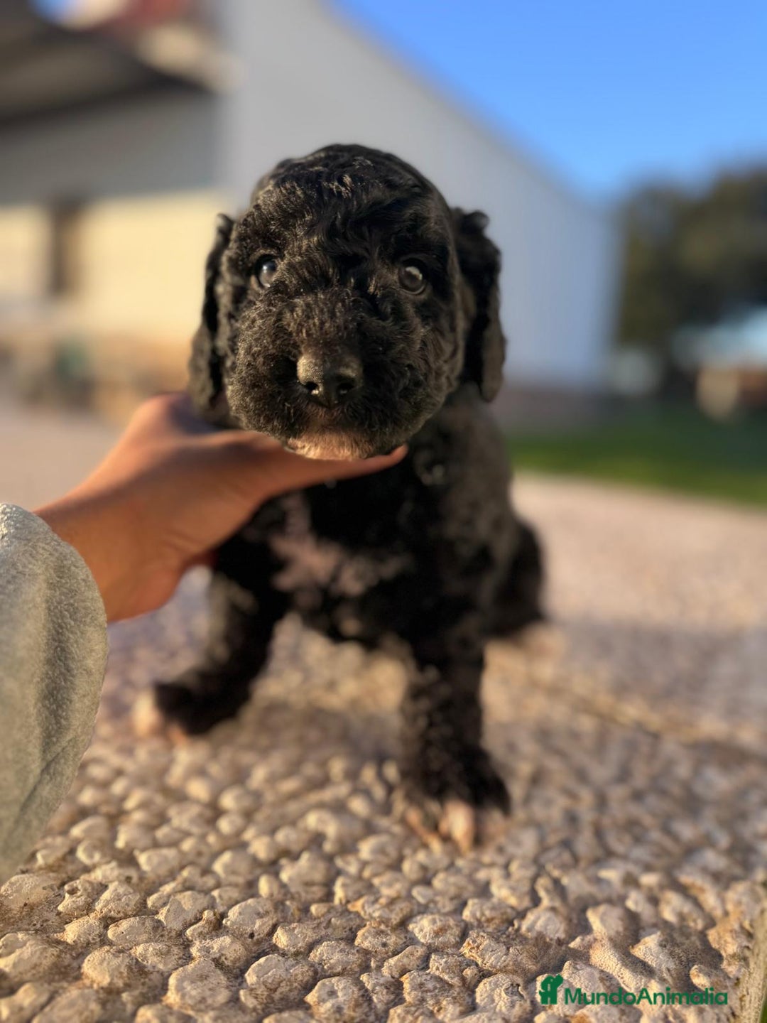 Perro de Agua Español perros en venta: PERRO DE AGUA HEMBRA RABONA - Anuncio 10