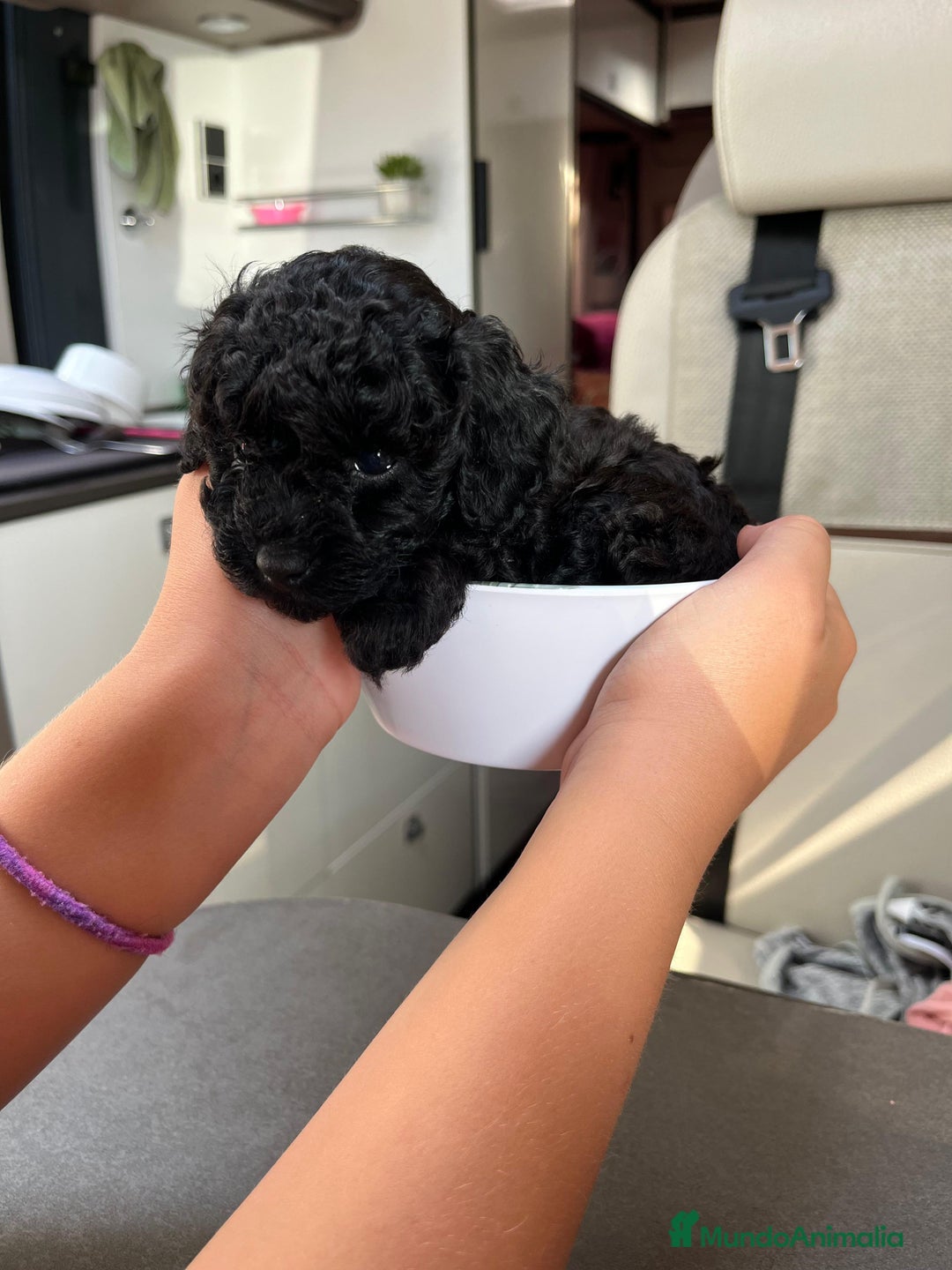 Caniche Toy perros en venta: Preciosa camada de caniche toy  - Imagen 4