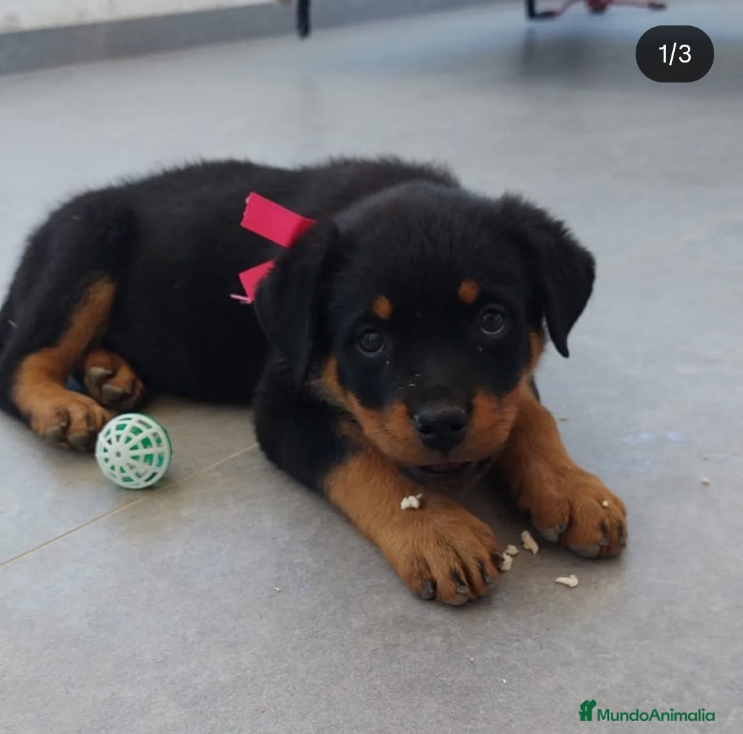 Rottweiler perros en venta: Cachorros rottweiler  - Imagen 3
