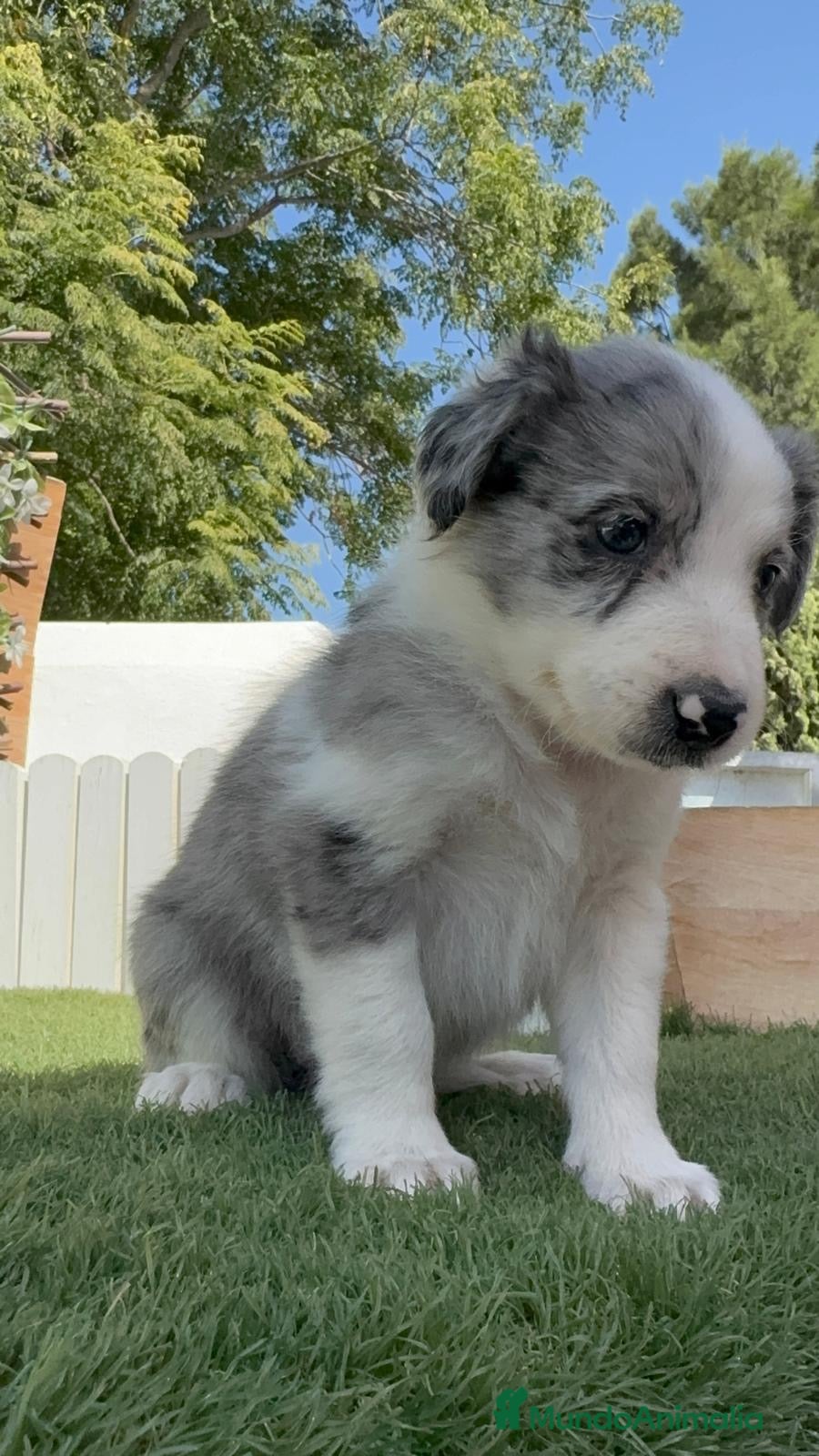 Border Collie perros BORDER COLLIE MERLE - MACHO - Anuncio 30