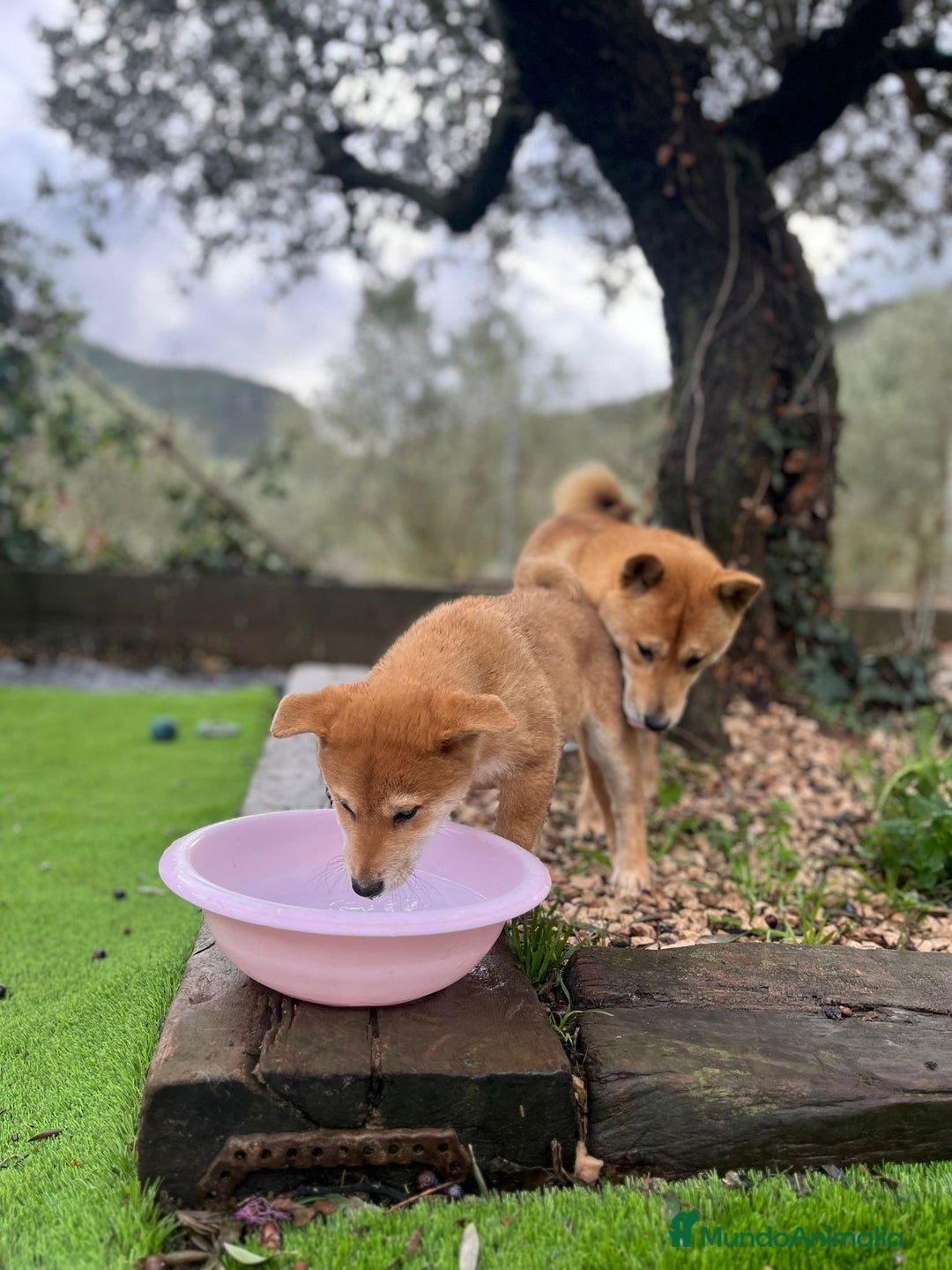 Shiba Inu perros en venta: Cachorros de Shiba Inu Rojo  - Anuncio 2