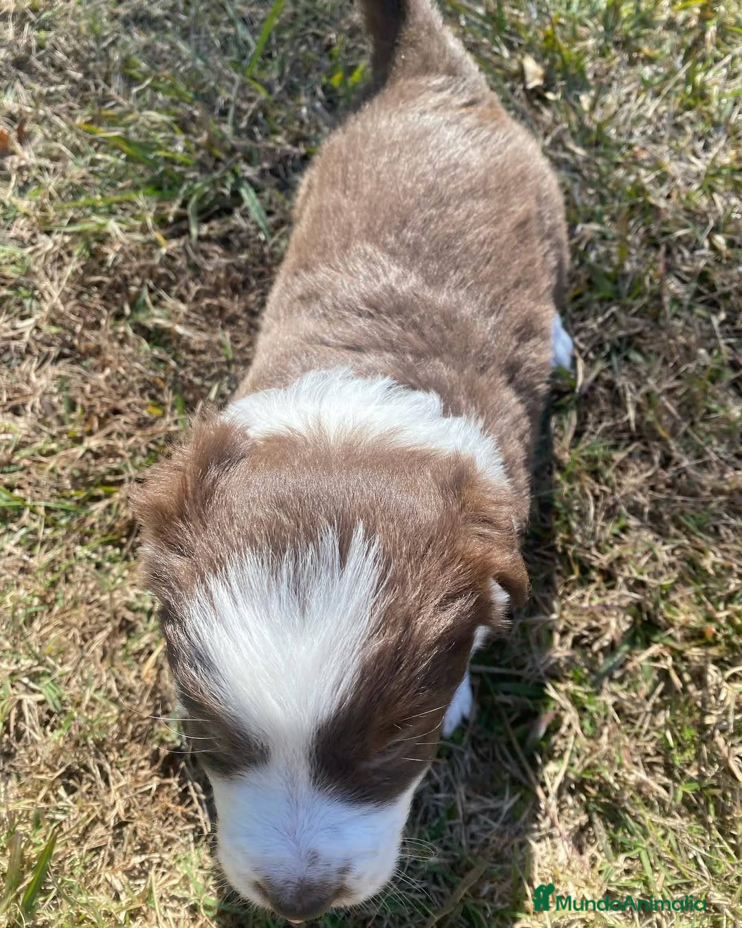 Border Collie perros en venta: puppies border collie  - Anuncio 6