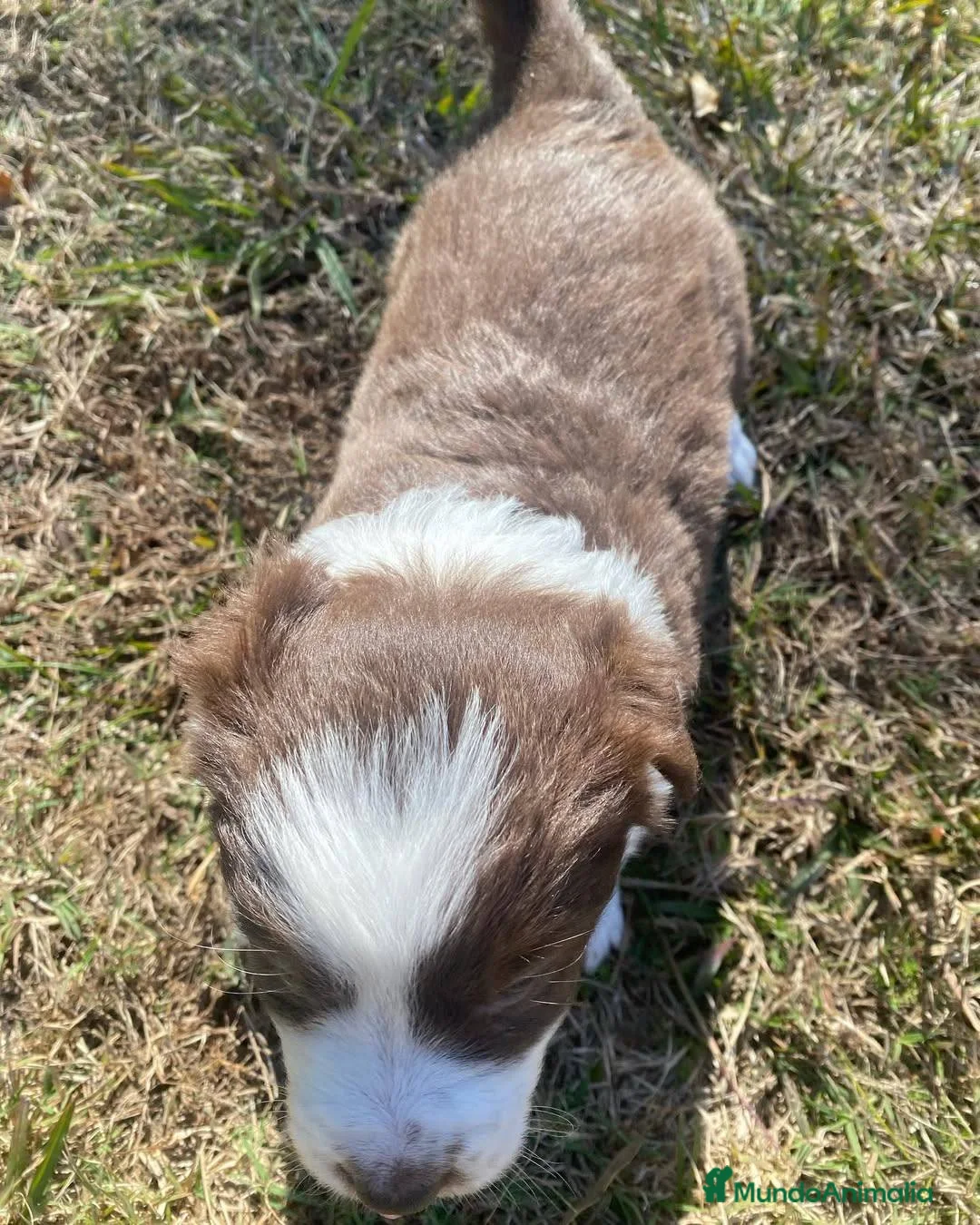Border Collie perros en venta: puppies border collie  - Anuncio 6