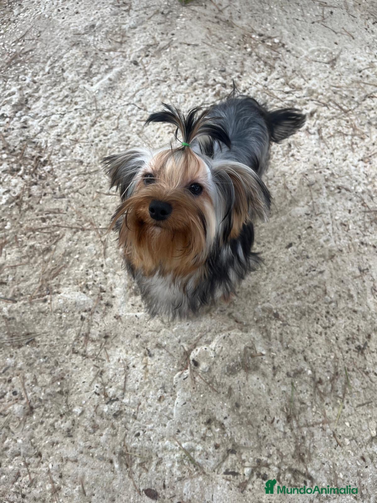 Yorkshire Terrier perros 👑 Yorkshire Terrier Super Toy – Nivel Alta Gama  - Anuncio 3