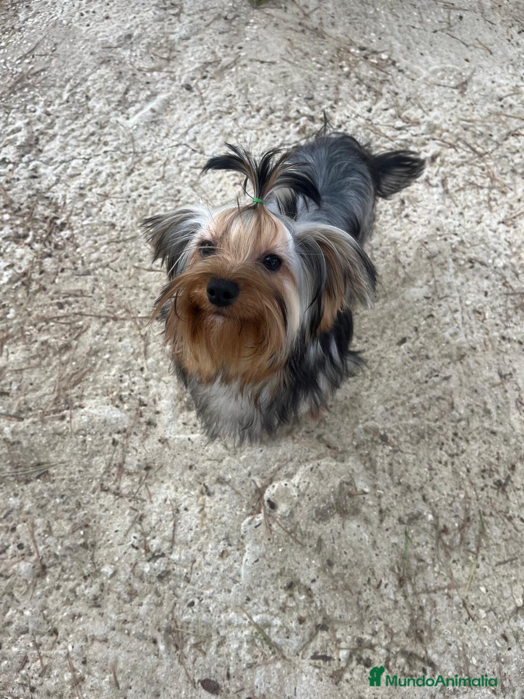 Yorkshire Terrier perros en venta: 👑 Yorkshire Terrier Super Toy – Nivel Alta Gama  - Anuncio 1