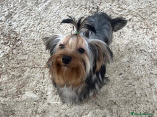 Yorkshire Terrier perros 👑 Yorkshire Terrier Super Toy – Nivel Alta Gama - Anuncio 1