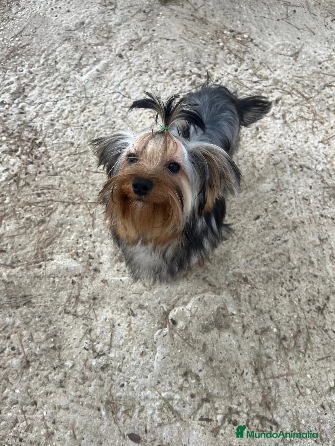 Yorkshire Terrier perros en venta: 👑 Yorkshire Terrier Super Toy – Nivel Alta Gama  - Anuncio 1