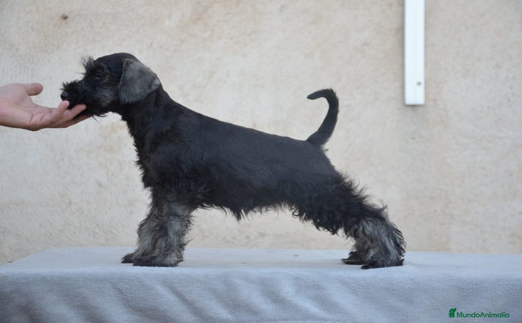 Schnauzer Miniatura perros - Propaganda 12