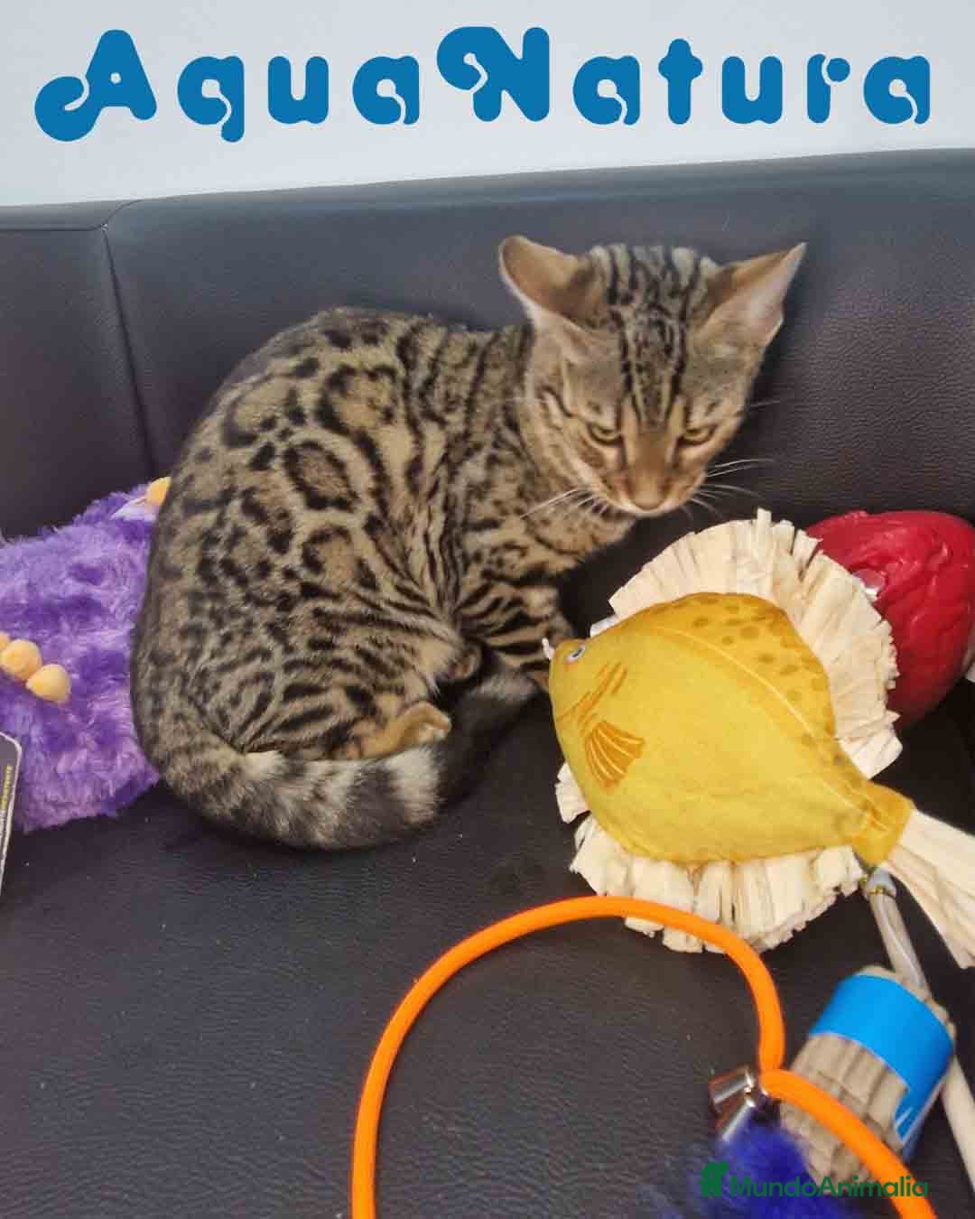 Bengalí gatos en venta: Bengali Macho 1732 AQUANATURA - Anuncio 2