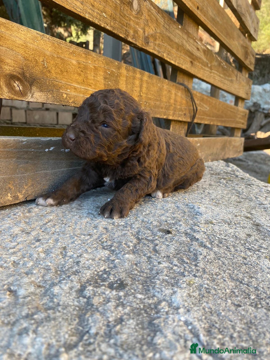 Perro de Agua Español perros en venta: Perro de agua  - Anuncio 4