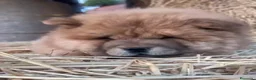 Chow Chow perros en venta: Chow Chow hembra  - Anuncio 6