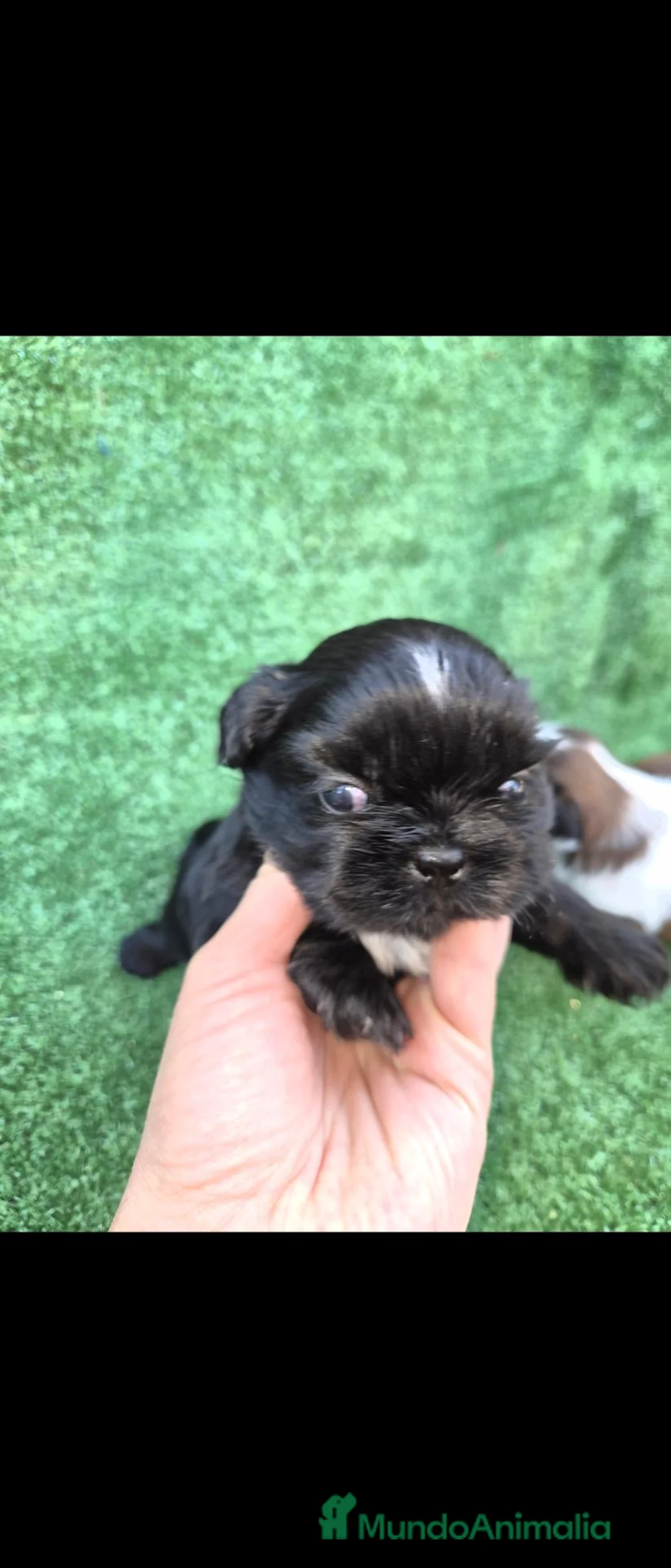 Shih Tzu perros en venta: Machitos shih tzu - Anuncio 2