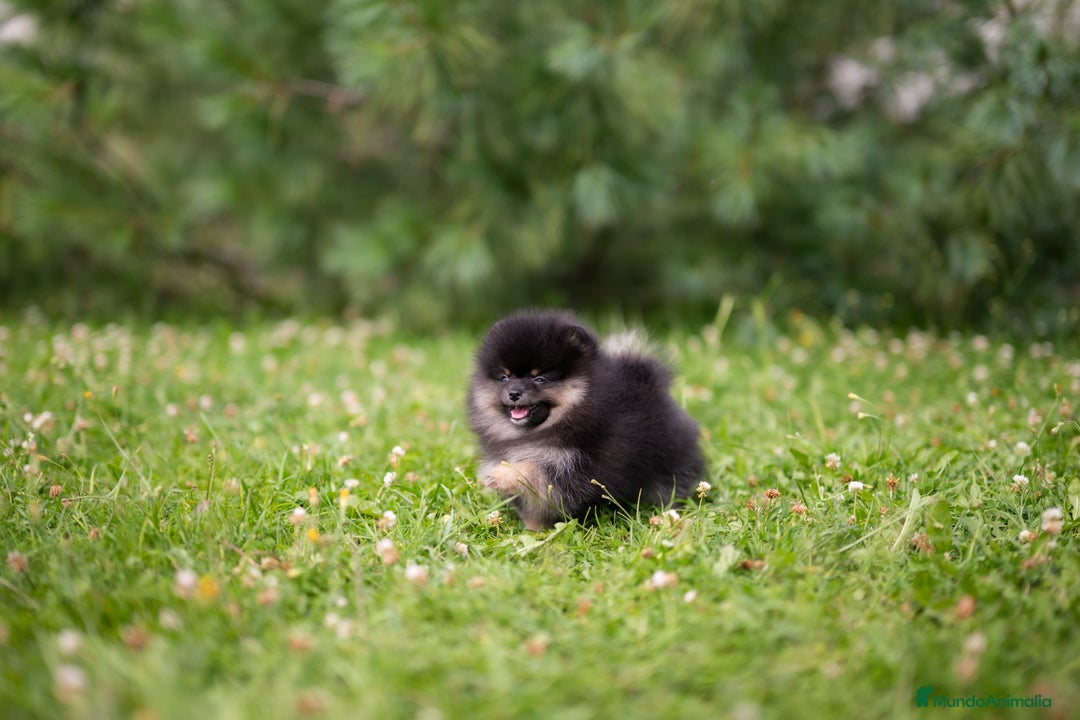 Pomerania perros en venta: Cachorros pomerania fotos reales  - Imagen 4