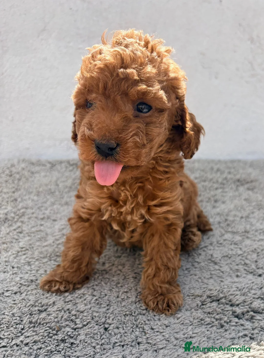 Caniche Toy perros en venta: Caniche Toy Macho  en Alicante - Anuncio 1