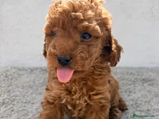 Caniche Toy perros Caniche Toy Macho - Anuncio 1