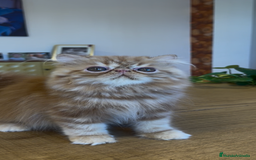 Persa gatos en venta: Macho Persa Rojo Tabby - Imagen 2