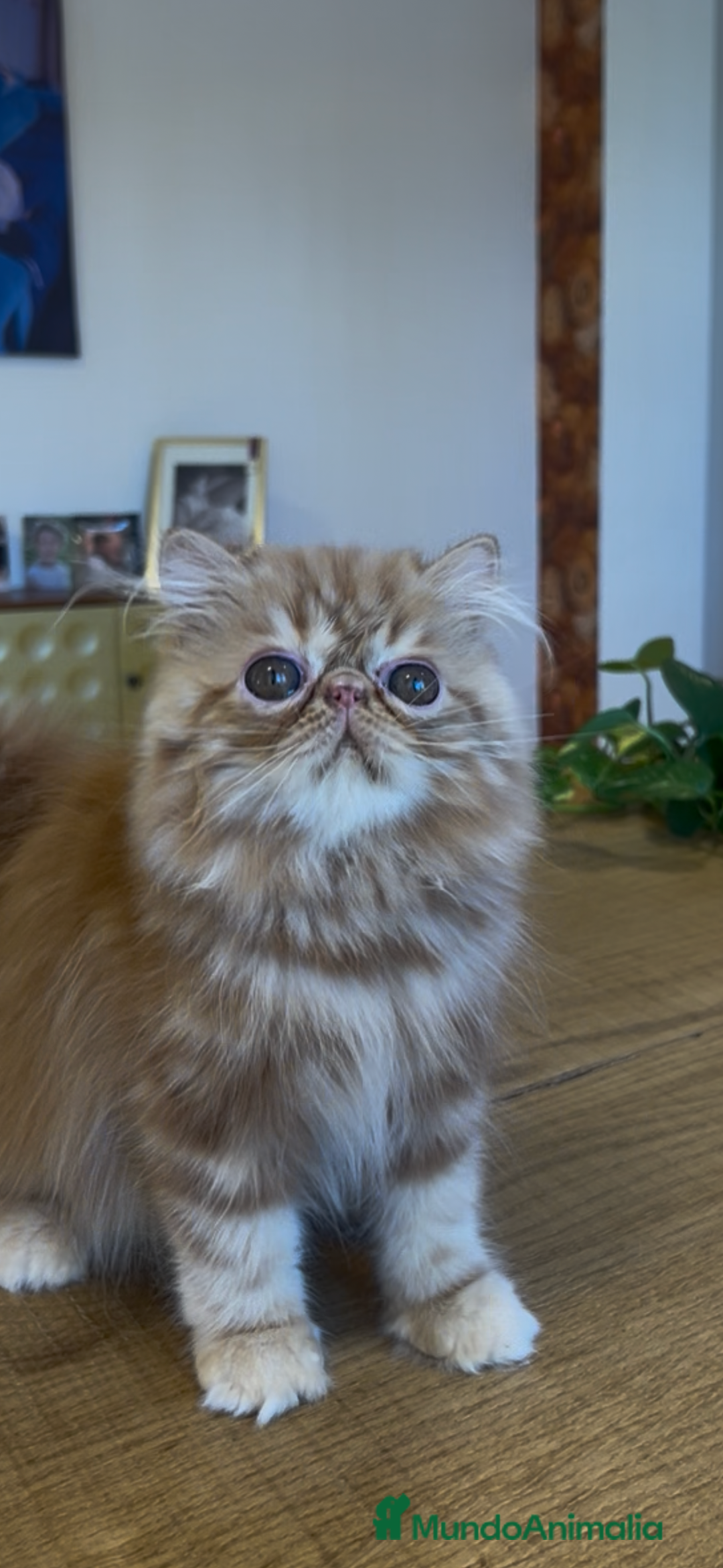 Persa gatos en venta: Macho Persa Rojo Tabby - Imagen 2