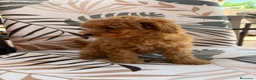 Caniche Toy perros en venta: Caniches toy fotos actuales  - Anuncio 2