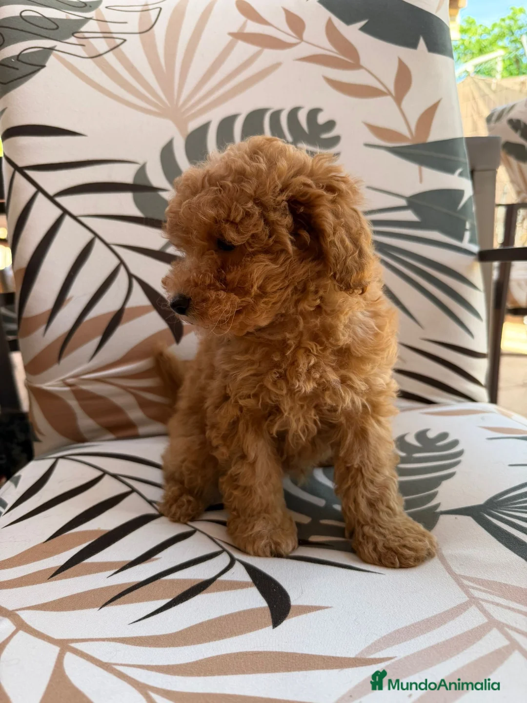 Caniche Toy perros en venta: Caniches toy fotos actuales  - Anuncio 2