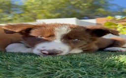 Border Collie perros en venta: BORDER COLLIE - Anuncio 18