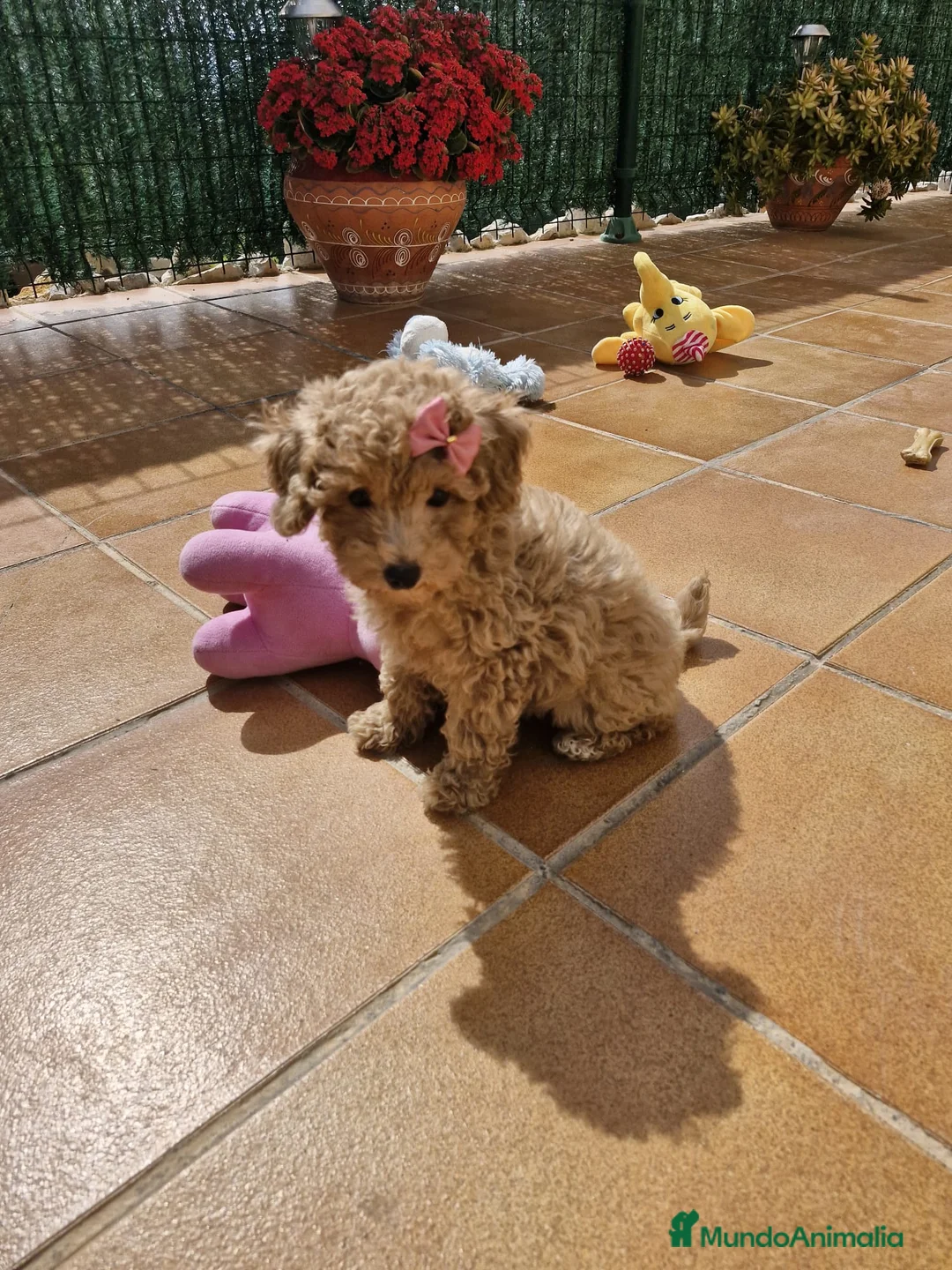 Caniche Enano perros en venta: Caniches espectaculares  en Barcelona - Anuncio 2