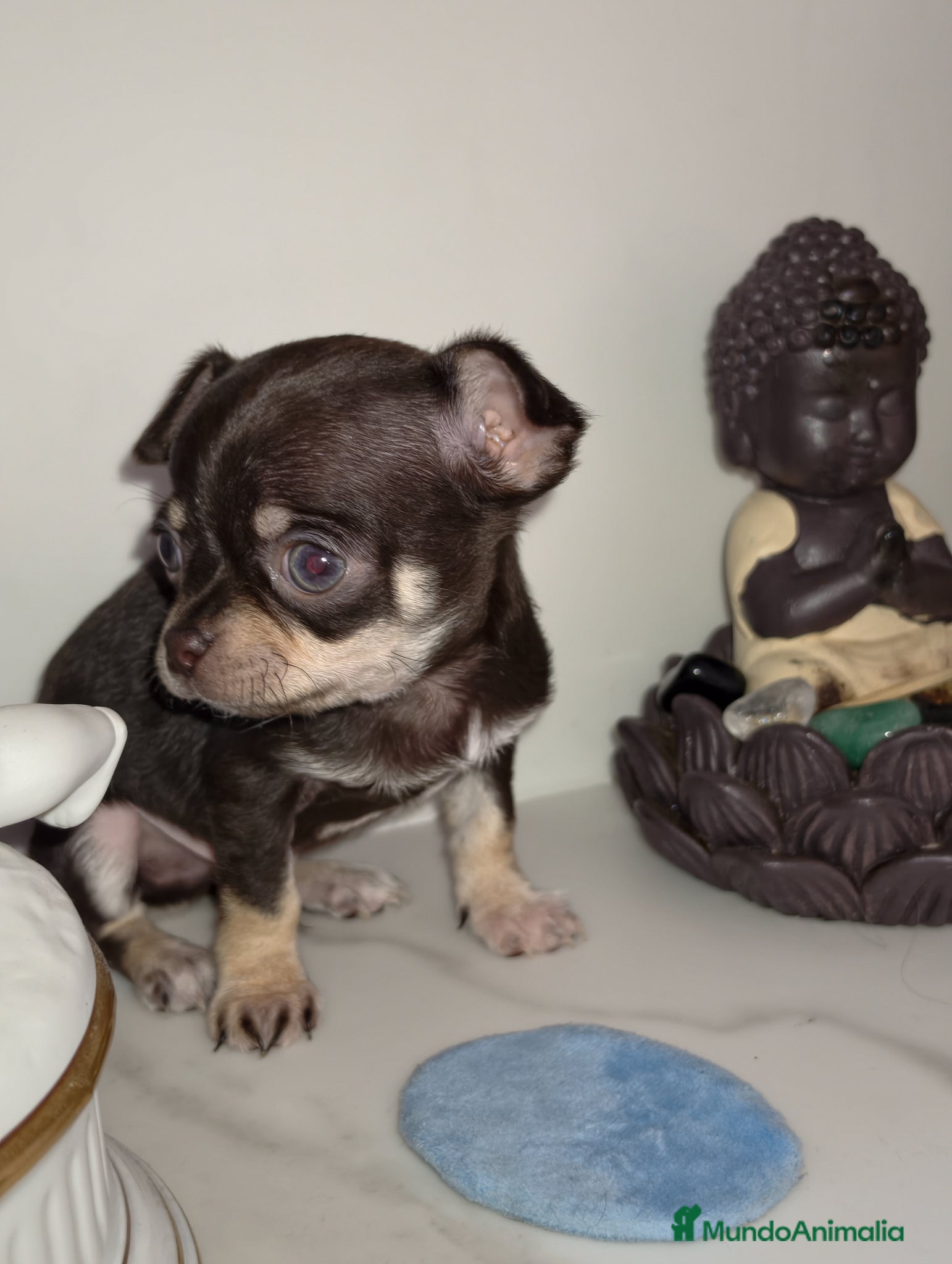 Chihuahua perros Chihuahua microtoy hembra - Anuncio 4