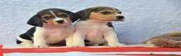Beagle perros en venta: Cachorrita Beagle Tricolor disponible - Anuncio 3