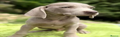 Weimaraner Cachorro 1