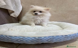 Pomerania perros en venta: Lulu pomerania toy - Anuncio 8