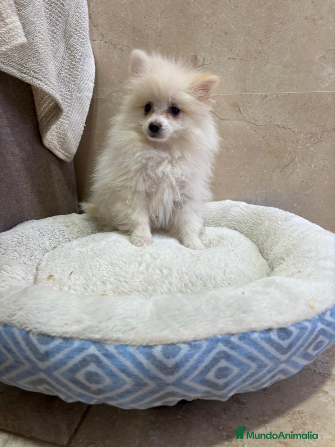 Pomerania perros en venta: Lulu pomerania toy - Anuncio 8