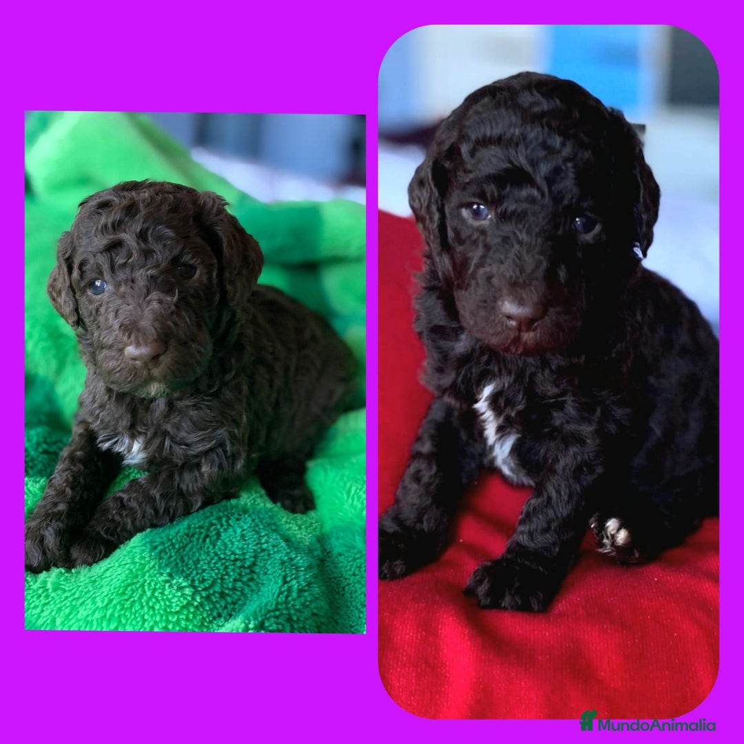 Caniche Gigante perros en venta: Caniche gigante, oportunidad - Anuncio 1