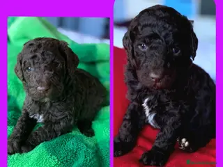 Caniche Gigante perros Caniche gigante, oportunidad - Anuncio 4