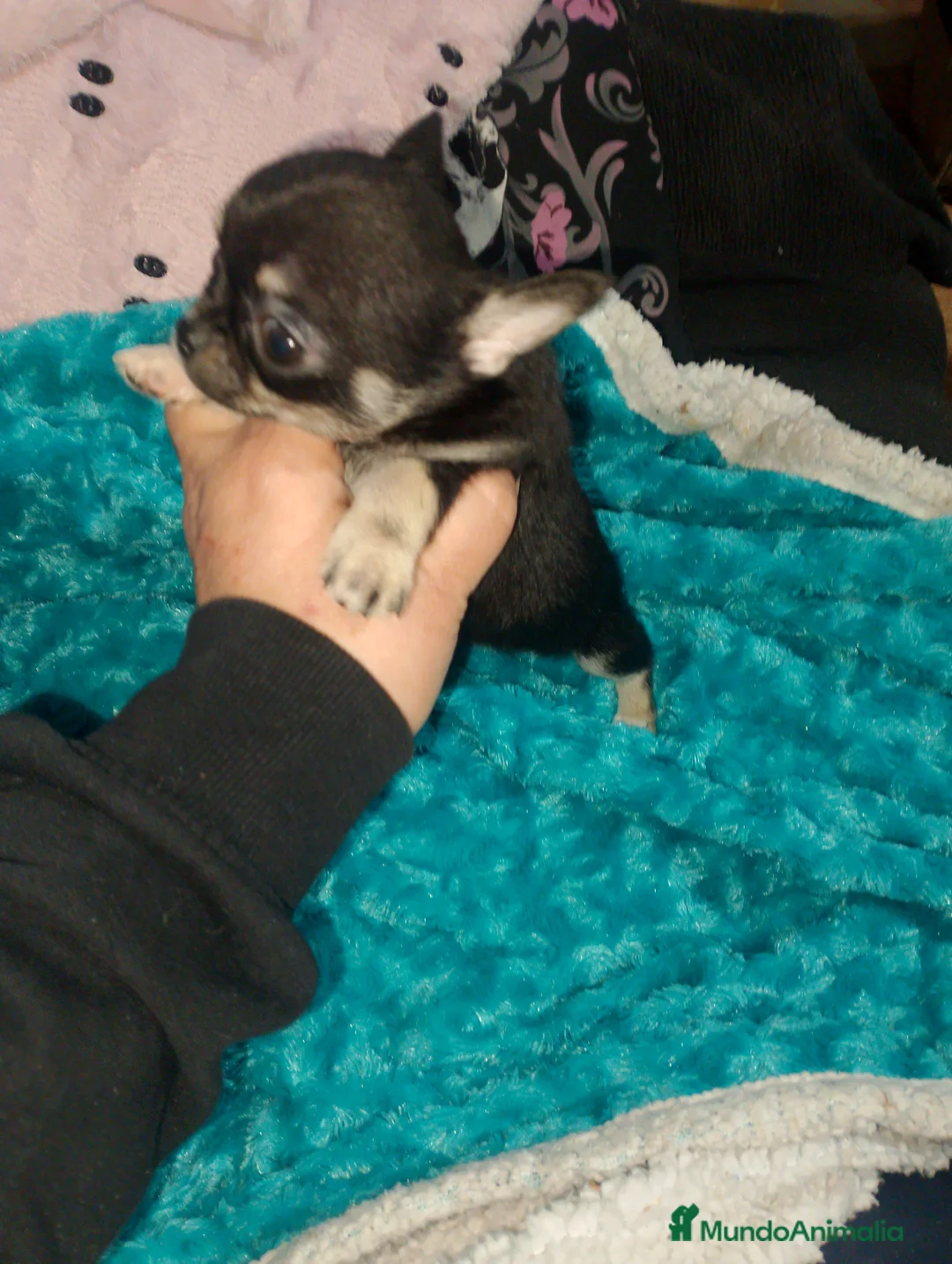 Chihuahua perros en venta: Hembra enana negra tricolor  - Anuncio 2