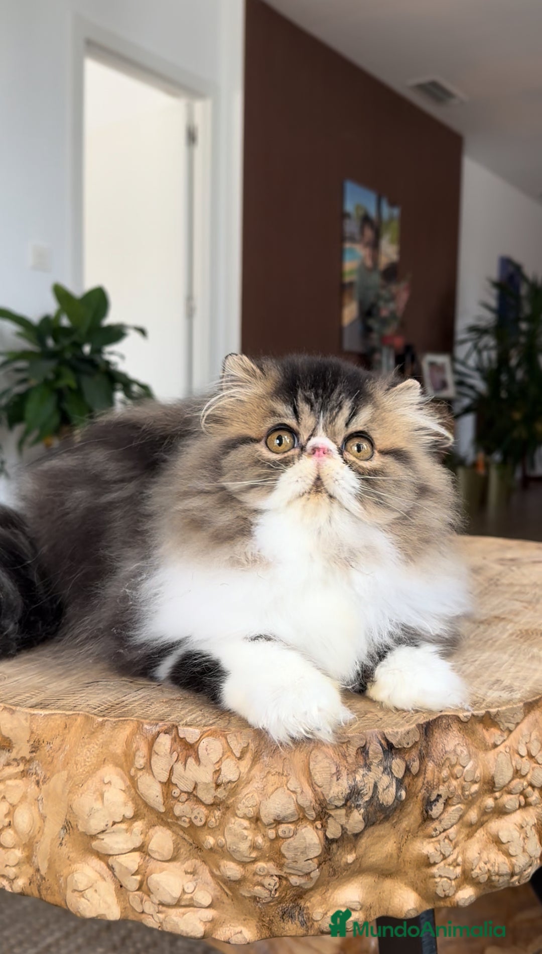 Persa gatos en venta: Persa macho Bicolor Brown Tabby  - Anuncio 5