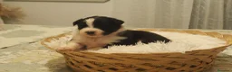Pastor Australiano perros en venta: Excelente camada de Pastor Australiano  - Anuncio 15