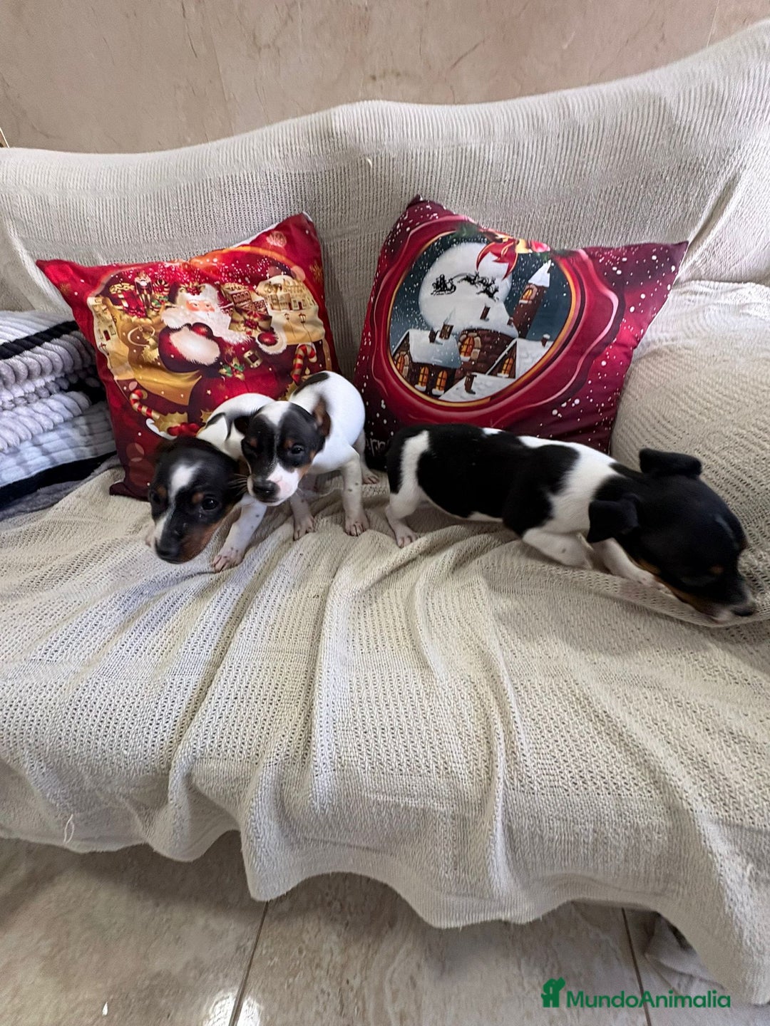 Jack Russell Terrier perros en venta: Jack Russell  - Anuncio 2