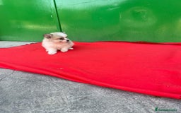 Pomerania perros en venta: Lulu pomerania  - Imagen 2